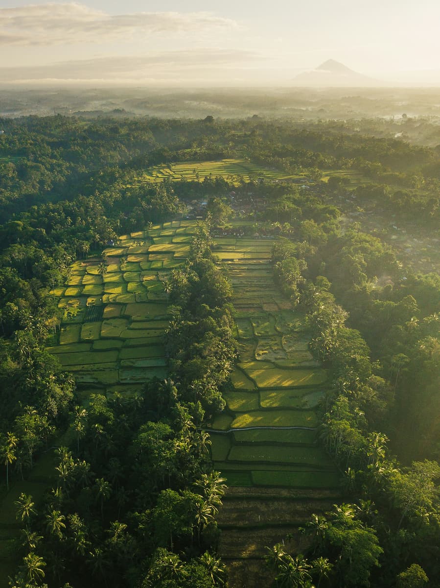 Aerial view of Bali's terraced rice fields