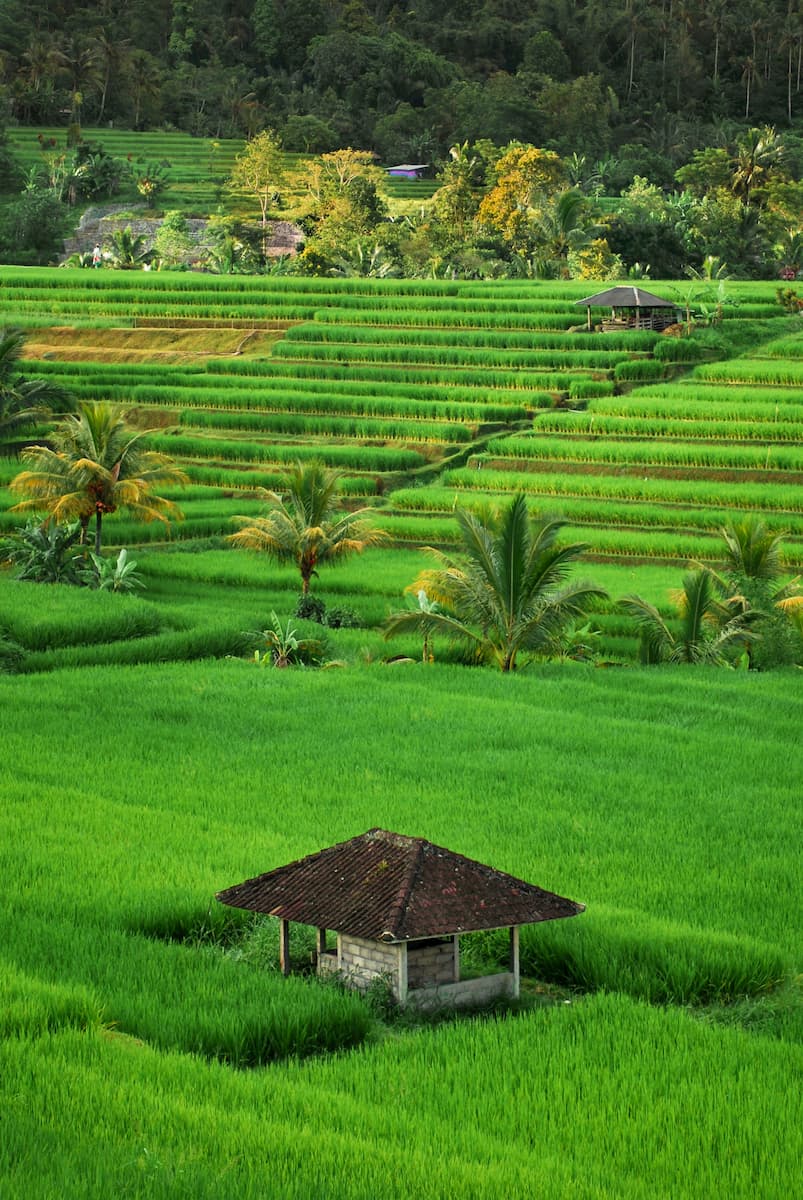 Rice terraces with a traditional hut in Bali, Indonesia