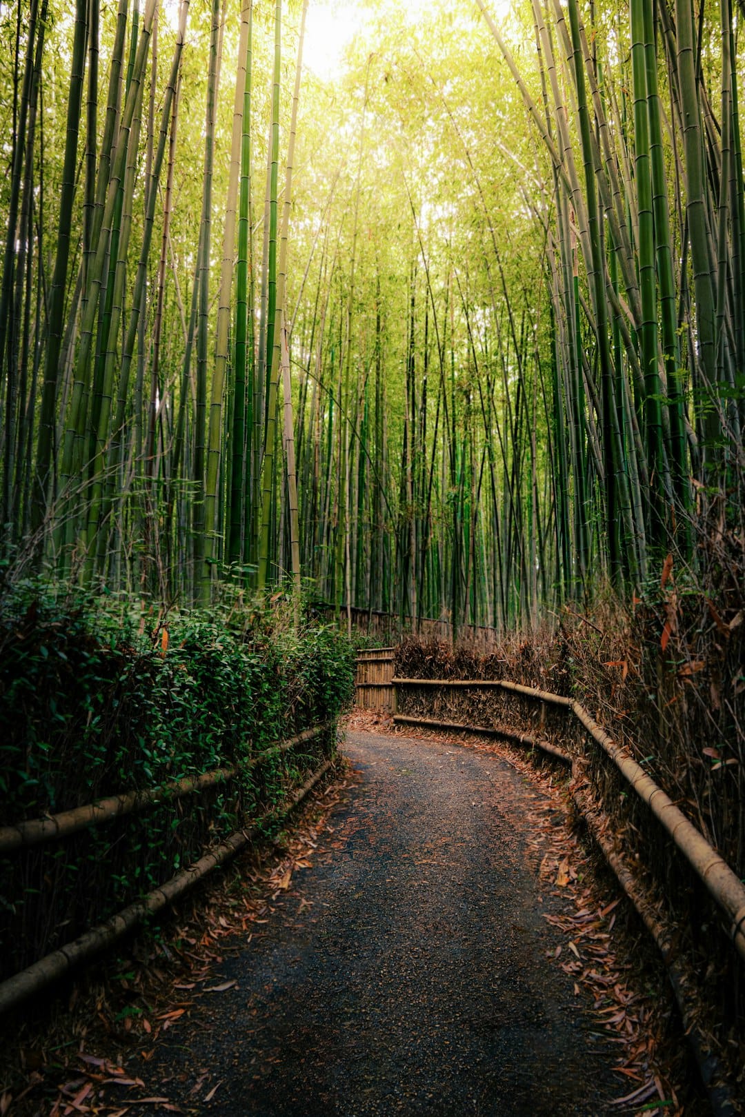 An empty path through the Arashiyama Bamboo Grove, Kyoto. Photo by Marisca Kadharmestan on Unsplash