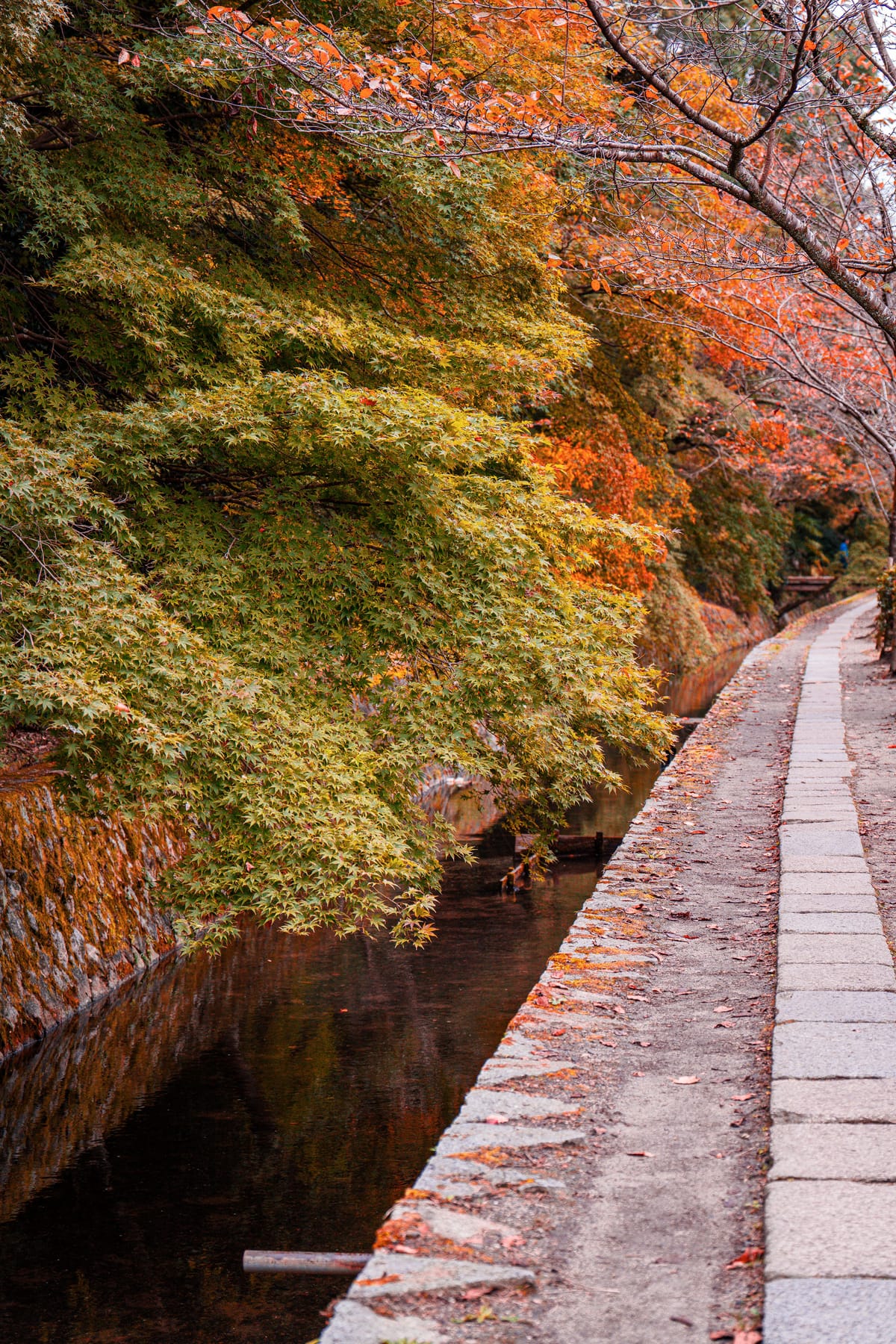 Autumn foliage over the stone canal path of the Philosopher's Path, Kyoto