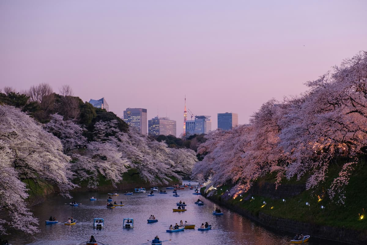 Cherry blossoms along the Chidorigafuchi moat with boats and Tokyo Tower in the distance